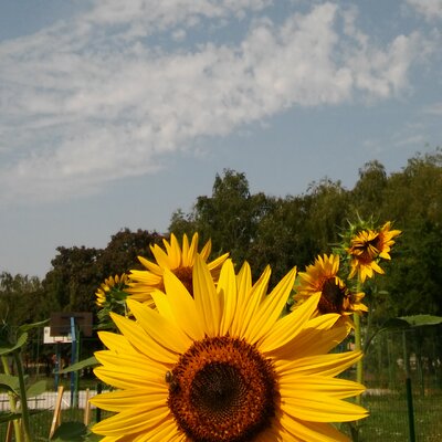 Fotografija